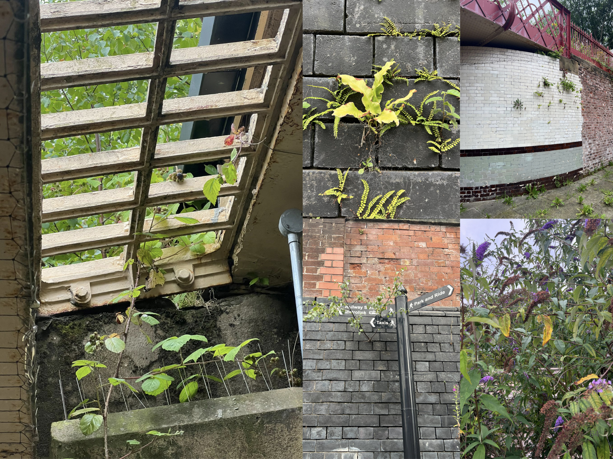 A collage off photographs from the Rochdale Nature Roam with Rebecca Chesney. The images show wild flowers and plants like buddleia growing through railings and walls near Rochdale Station.