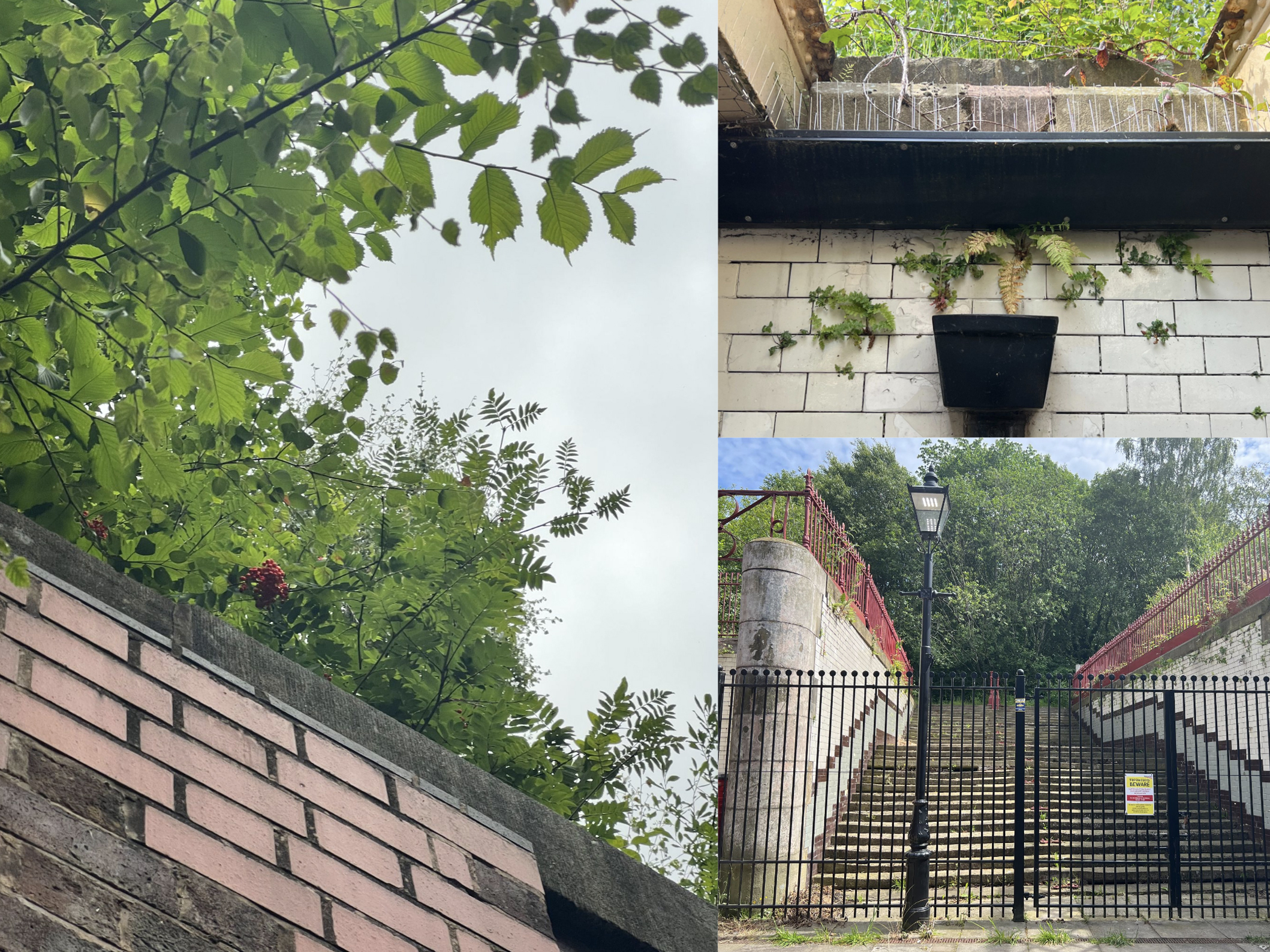 A collage of photographs from the Rochdale Nature Roam with Rebecca Chesney. The images show a variety of plants and trees growing from, and around, the brick walls near Rochdale Station.