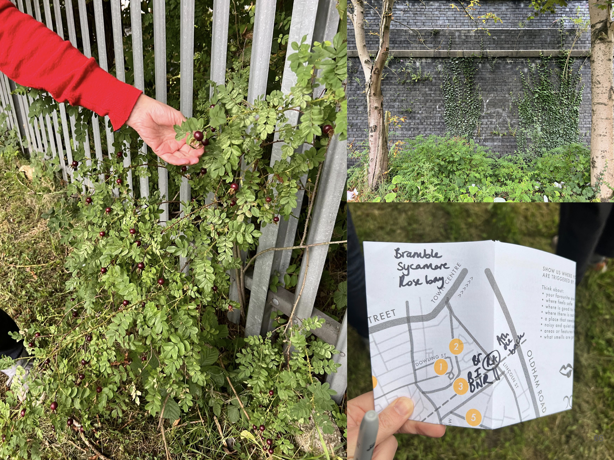 A collage of photographs from the Rochdale Nature Roam with Rebecca Chesney. The images show a variety of plants and trees growing through brick walls and metal railings around Rochdale Station. In one photo a hand holds the map of the route, while in another a hand reaches out to touch a leaf.