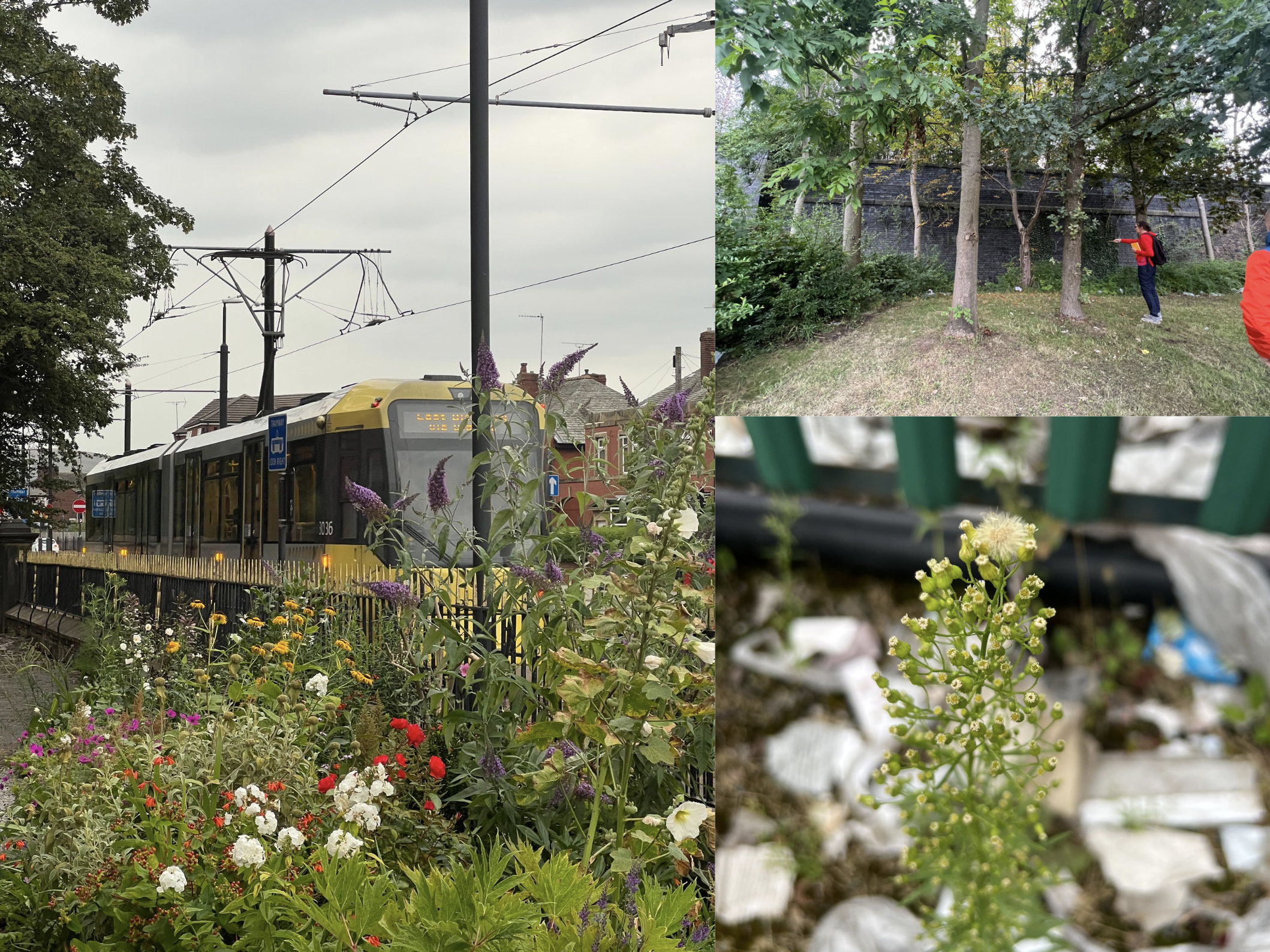 A collage of photographs from the Rochdale Nature Roam with Rebecca Chesney. The images show a yellow Manchester tram passing alongside an abundace of brightly coloured wildflowers. While in another photo, people on the walking tour stand looking up at trees.